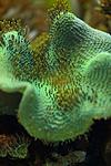 SARCOPHYTON SPP 6