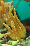 LOBOPHYTUM SPP