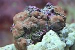 DISCOSOMA SPP. 1