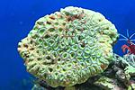 FAVIA SPP (1)