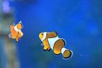 AMPHIPRION OCELLARIS (3)