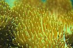 SARCOPHYTON SPP 10