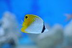 CHAETODON AURIGA (1)