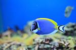 ACANTHURUS LEUCOSTERNON 3