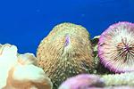 FUNGIA SPP 6