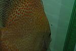 DSC 1091