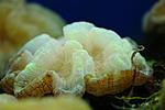 CYNARINA SP 13