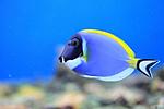 ACANTHURUS LEUCOSTERNON 4