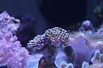  Euphyllia