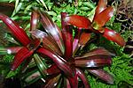 Neoregelia Meyendorfii
