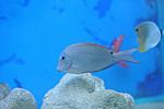 ACANTHURUS NIGROFUSCUS 2