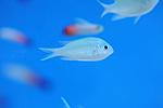 CHROMIS VIRIDIS (2)