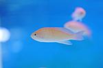 PSEUDANTHIAS SQUAMIPINNIS 3