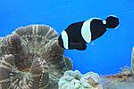 AMPHIPRION POLYMNUS 3