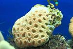 FAVIA SPP
