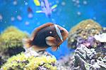 AMPHIPRION MELANOPUS (1)
