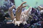 LOBOPHYTUM SPP (2)
