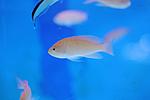 PSEUDANTHIAS SQUAMIPINNIS 2
