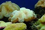 CYNARINA SP 14