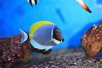 ACANTHURUS LEUCOSTERNON 1