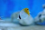 CHAETODON AURIGA