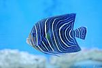 POMACANTHUS SEMICIRCULATUS (2)