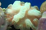 CYNARINA SP 3