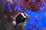 AMPHIPRION MELANOPUS (3)