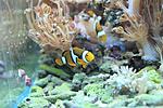 AMPHIPRION PERCULA 2