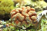 LOBOPHYLLIA SP 2