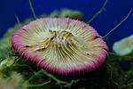 FUNGIA SPP 7