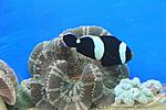 AMPHIPRION POLYMNUS 4