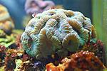 LOBOPHYLLIA SP 5