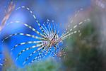 PTEROIS VOLITANS (3)