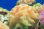 CYNARINA SP 6