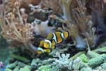AMPHIPRION PERCULA 3