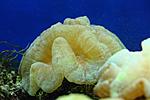 CYNARINA SP 15