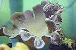 SARCOPHYTON SPP 4