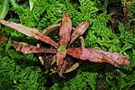 C bubbersianus morren