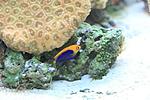 CENTROPYGE ACANTHOPS (2)