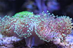  Sarcophyton