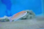PSEUDANTHIAS SQUAMIPINNIS 1