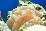 CYNARINA SP 8