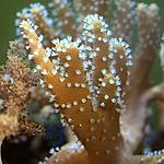 LOBOPHYTUM SPP (4)