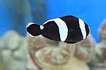 AMPHIPRION POLYMNUS 2