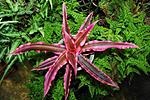 C bromelioides
