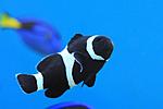 AMPHPRION OCELLARIS BLAC 1