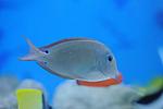 ACANTHURUS NIGROFUSCUS 4