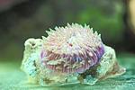 FUNGIA SPP 3
