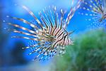 PTEROIS VOLITANS (4)